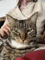 Lost Female Cat last seen Robertson and Soquel Dr, Soquel, CA 95073