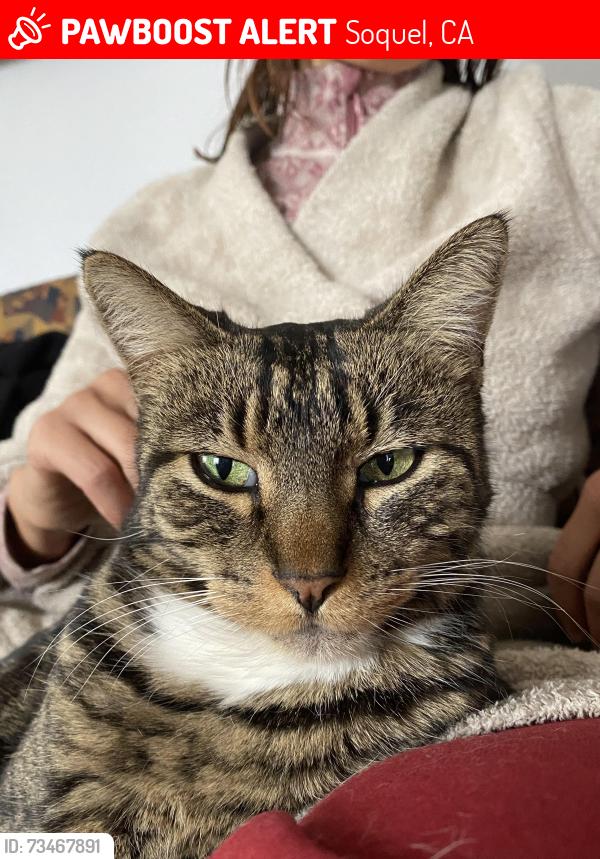 Lost Female Cat last seen Robertson and Soquel Dr, Soquel, CA 95073