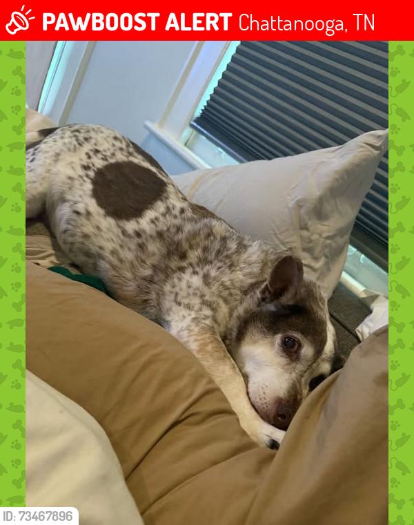 Lost Male Dog last seen Near Rowe Rd., Chattanooga, TN 37411