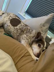 Lost Male Dog last seen Near Rowe Rd., Chattanooga, TN 37411