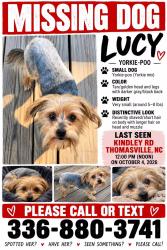 Lost Female Dog last seen Kindley Road, Thomasville, NC 27360