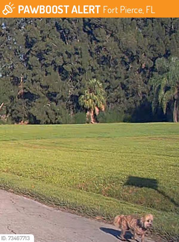 Found/Stray Unknown Dog last seen Tedder Road/Jenkins Road intersection, Fort Pierce, FL 34947