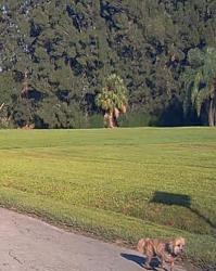 Found/Stray Unknown Dog last seen Tedder Road/Jenkins Road intersection, Fort Pierce, FL 34947