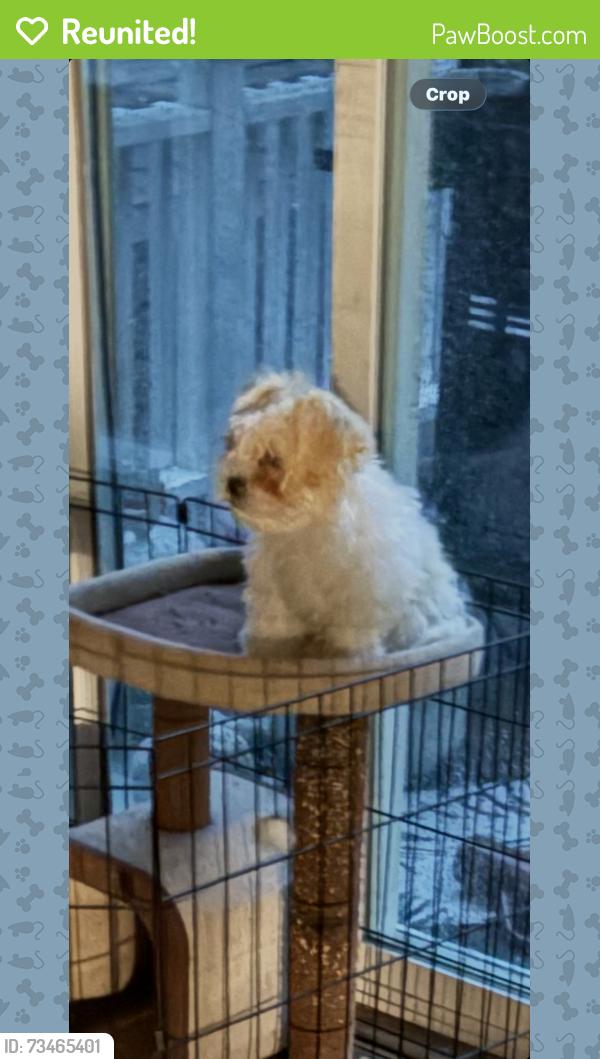 Reunited Male Dog last seen McKnight and lydia, Maplewood, MN 55109