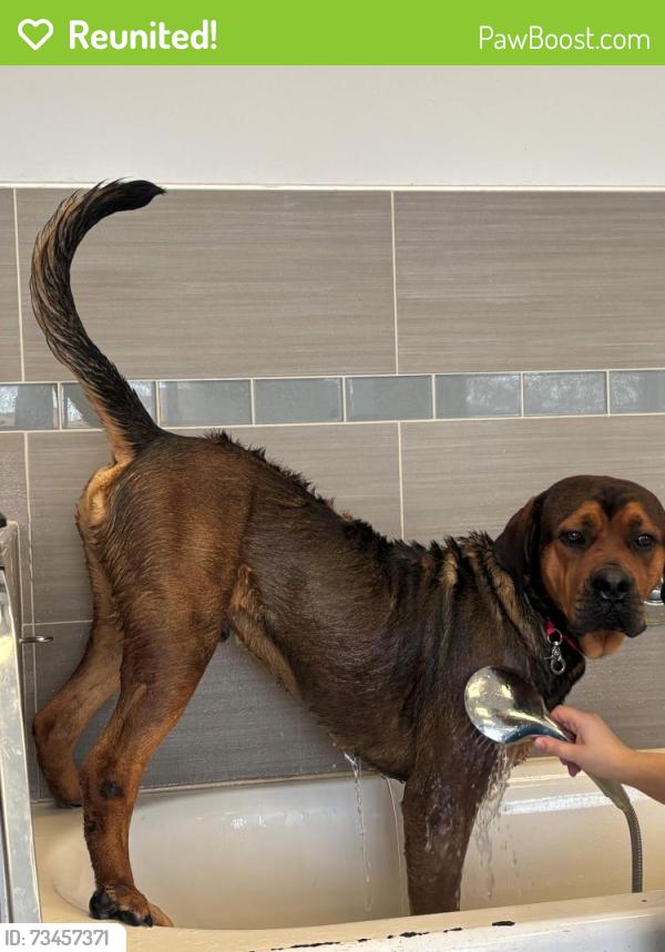 Reunited Male Dog last seen Dondell and Woodforest, Channelview, TX 77530