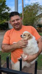 Reunited Male Dog last seen Bent Spring Ct and Pearl Lake, Lakes Of Bridgewater, TX 77449