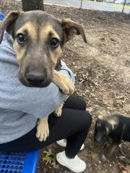 Found/Stray Female Dog last seen Six Forks/Forum near six forks target, Raleigh, NC 27615