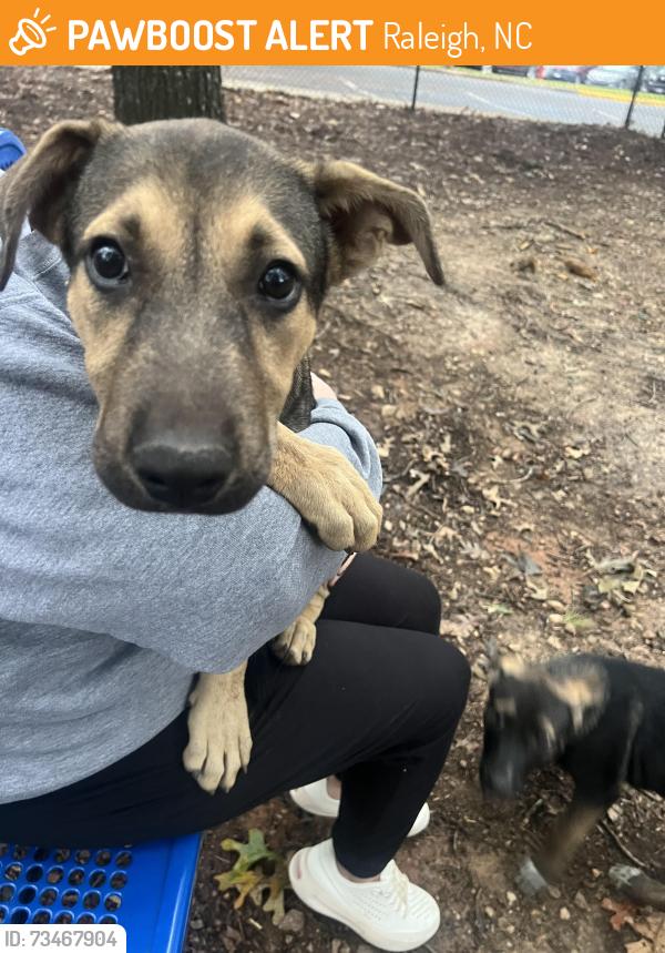 Found/Stray Female Dog last seen Six Forks/Forum near six forks target, Raleigh, NC 27615