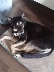 Lost Female Dog last seen Klump Ave., Los Angeles, CA 91606