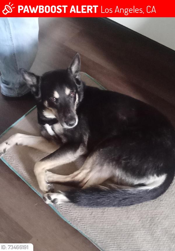 Lost Female Dog last seen Klump Ave., Los Angeles, CA 91606