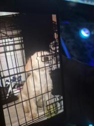 Lost Female Dog last seen Pico and poloma, Los Angeles, CA 90021