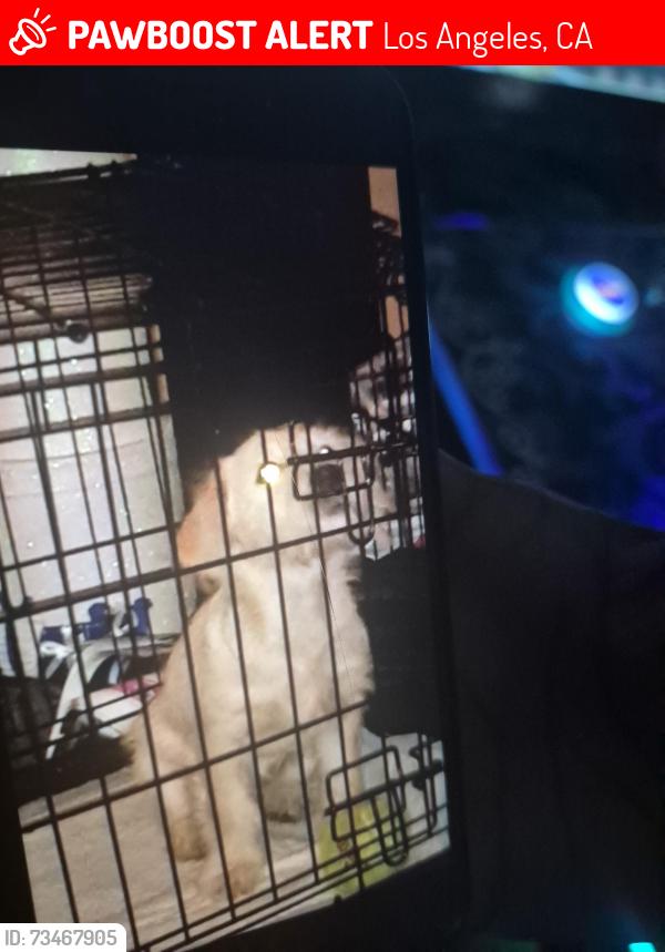 Lost Female Dog last seen Pico and poloma, Los Angeles, CA 90021