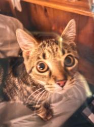 Lost Female Cat last seen lazelle and park road by fieldstone trace and storrow drive, maybe by nearby train tracks, Westerville, OH 43081
