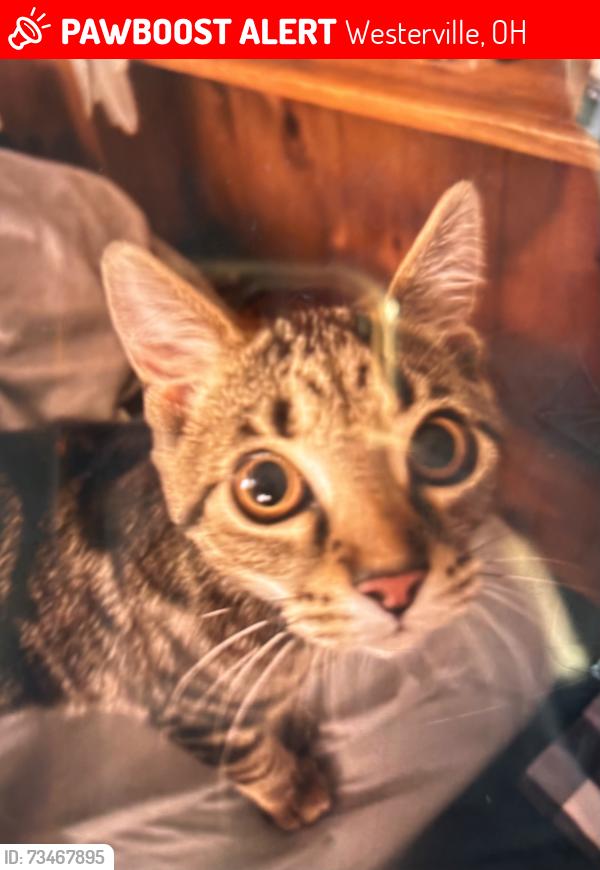 Lost Female Cat last seen lazelle and park road by fieldstone trace and storrow drive, maybe by nearby train tracks, Westerville, OH 43081