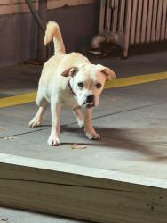 Found/Stray Male Dog last seen gerritson ave/ave U, Brooklyn, NY 11234
