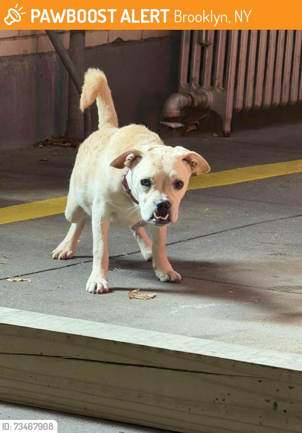 Found/Stray Male Dog last seen gerritson ave/ave U, Brooklyn, NY 11234