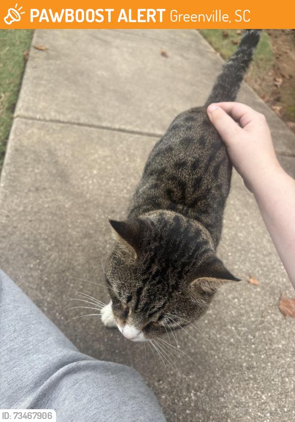 Found/Stray Male Cat last seen Millennium apmts, Greenville, SC 29607