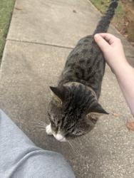 Found/Stray Male Cat last seen Millennium apmts, Greenville, SC 29607