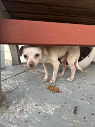 Found/Stray Male Dog last seen Near arbor ave, Indianapolis, IN 46217