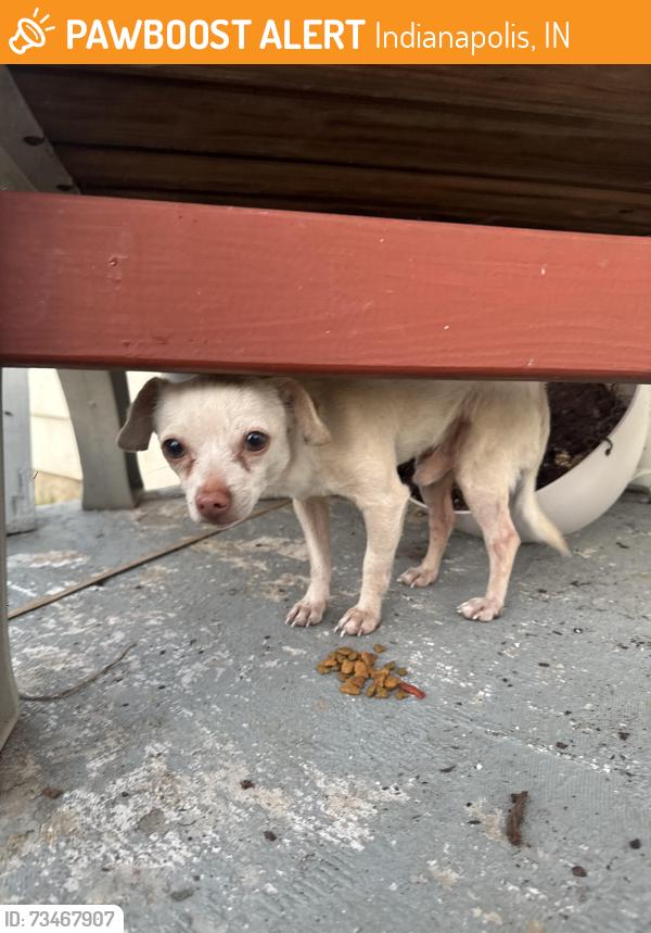 Found/Stray Male Dog last seen Near arbor ave, Indianapolis, IN 46217