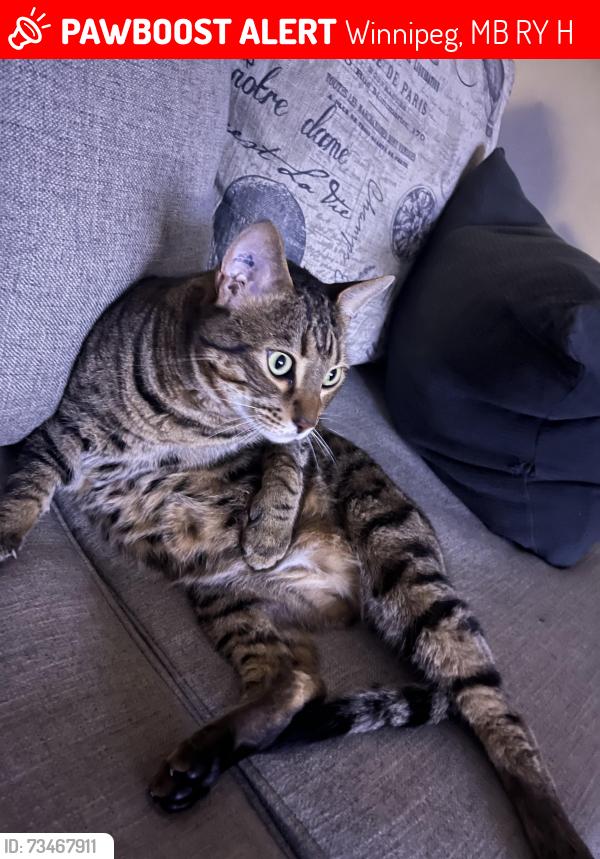 Lost Male Cat last seen Crest view St James, Winnipeg, MB R2Y 1H5