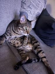 Lost Male Cat last seen Crest view St James, Winnipeg, MB R2Y 1H5