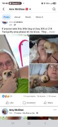 Lost Male Dog last seen Hwy 305, Athens, TN 37303