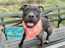 Shelter Stray Female Dog last seen W 116th Street, NEW YORK, NY, 10035, 326 E 110th St, New York, NY 10029, USA