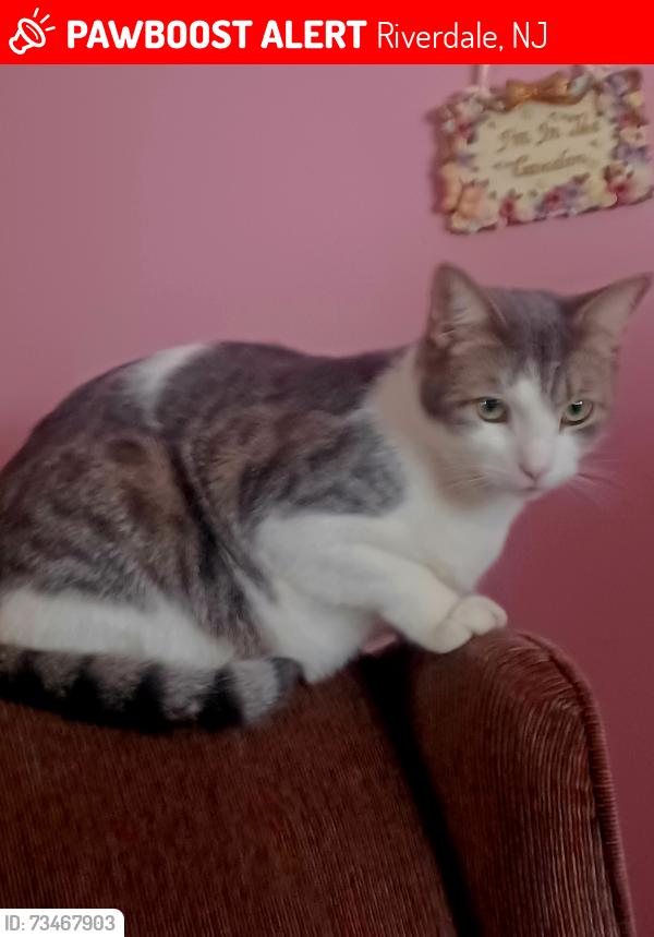 Lost Male Cat last seen Mathews, Riverdale, NJ 07457