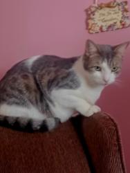 Lost Male Cat last seen Mathews, Riverdale, NJ 07457