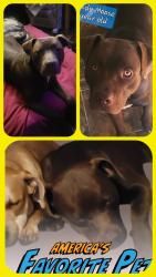 Lost Male Dog last seen Shawdow Land and CR 3020 in altus ar, by coal hill interstate, Altus, AR 72821