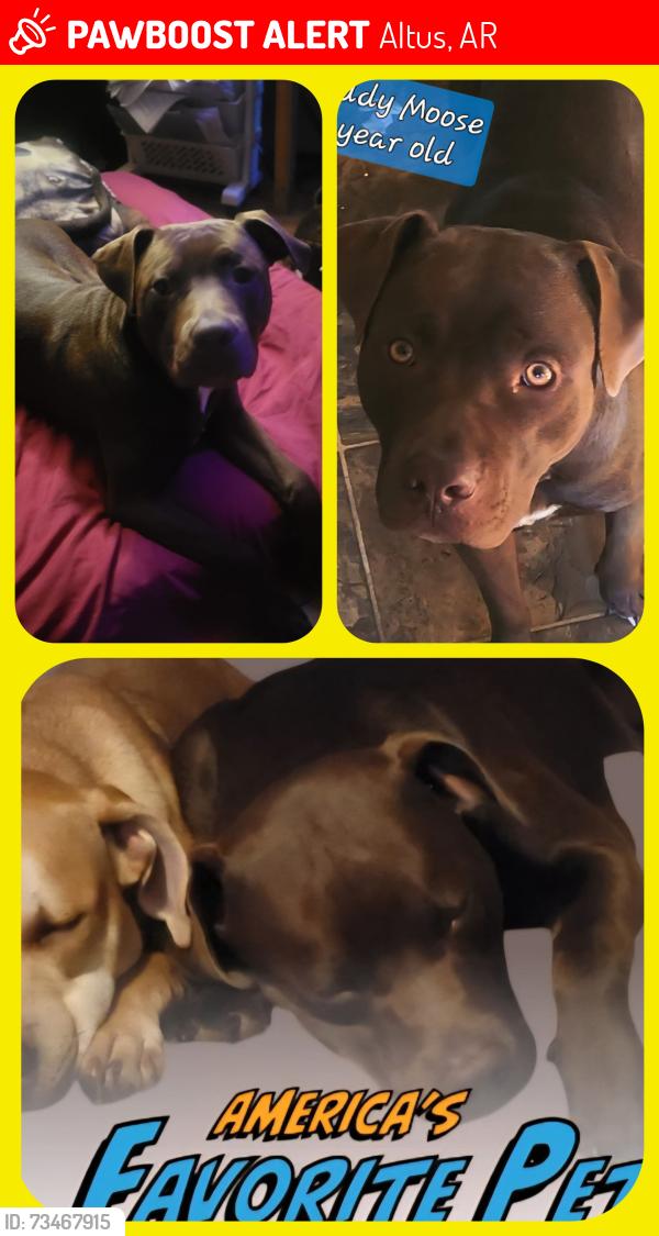 Lost Male Dog last seen Shawdow Land and CR 3020 in altus ar, by coal hill interstate, Altus, AR 72821