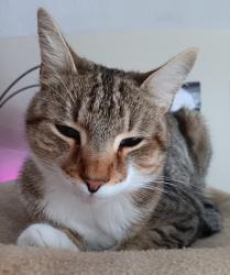 Lost Male Cat last seen Clark Falls / Johnson Mills Rd area, Orrington, ME 04474