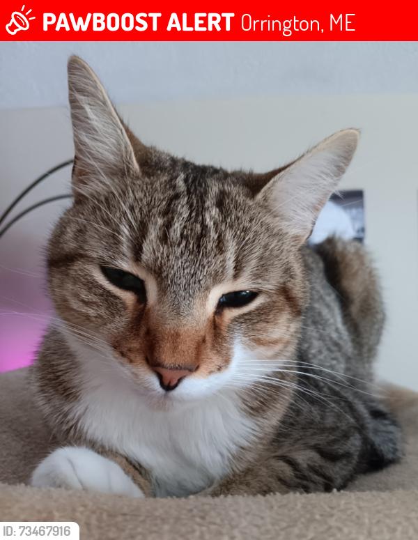 Lost Male Cat last seen Clark Falls / Johnson Mills Rd area, Orrington, ME 04474