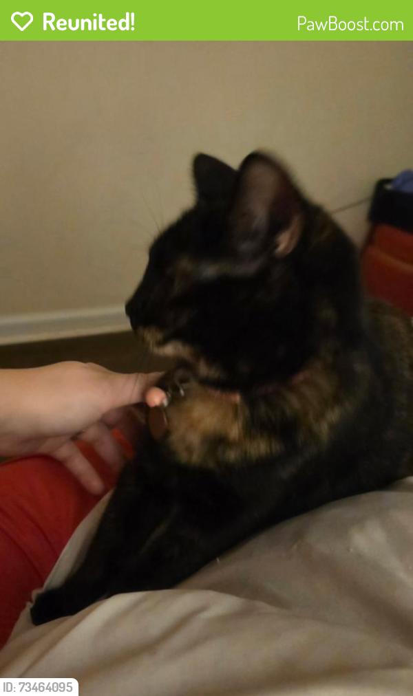 Reunited Female Cat last seen Martin Lane in Norwood PA 19074, Norwood, PA 19074