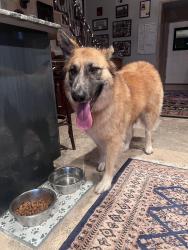Reunited Female Dog last seen Hwy 20 & Bay Drive Niceville, Niceville, FL 32578