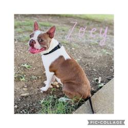 Reunited Female Dog last seen Greene Ave and Gambrell, Fort Worth, TX 76133