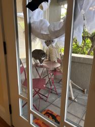 Found/Stray Male Cat last seen Marin Ave and Shattuck, Berkeley, CA 94707