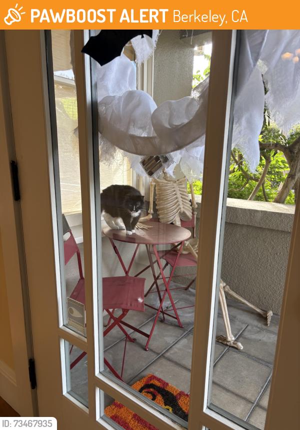 Found/Stray Male Cat last seen Marin Ave and Shattuck, Berkeley, CA 94707