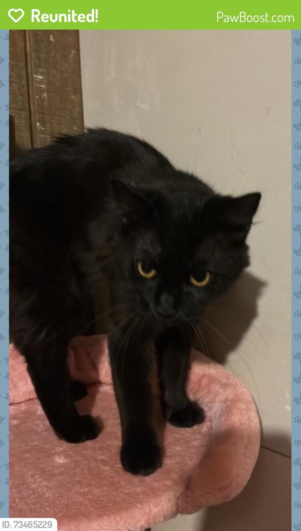 Reunited Male Cat last seen Mineral springs/hwy 98, Durham, NC 27703