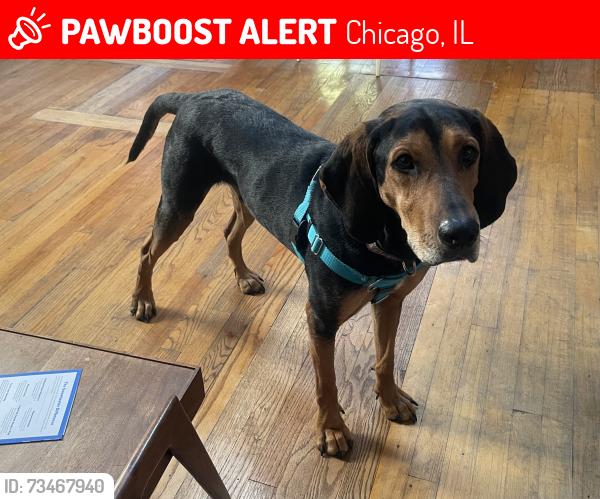 Lost Male Dog last seen Mozart Park, Avers and Dickens, Chicago, IL 60647