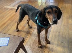 Lost Male Dog last seen Mozart Park, Avers and Dickens, Chicago, IL 60647