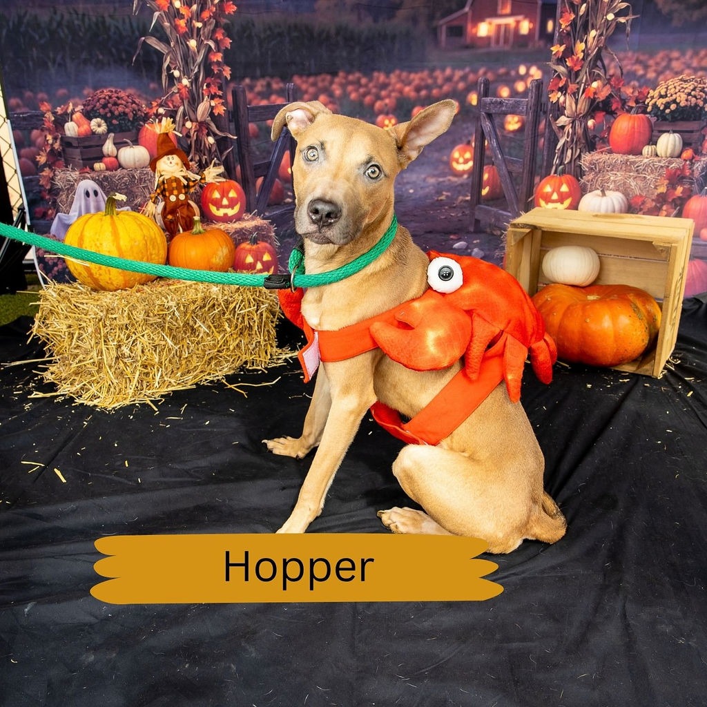 Shelter Stray Male Dog last seen , Animal Care & Control Team of Philly, 111 W Hunting Park Ave, Philadelphia, PA 19140, USA
