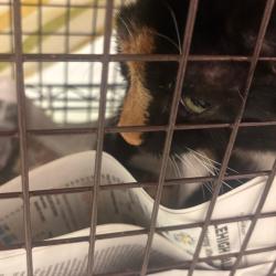 Shelter Stray Female Cat last seen , Animal Care & Control Team of Philly, 111 W Hunting Park Ave, Philadelphia, PA 19140, USA