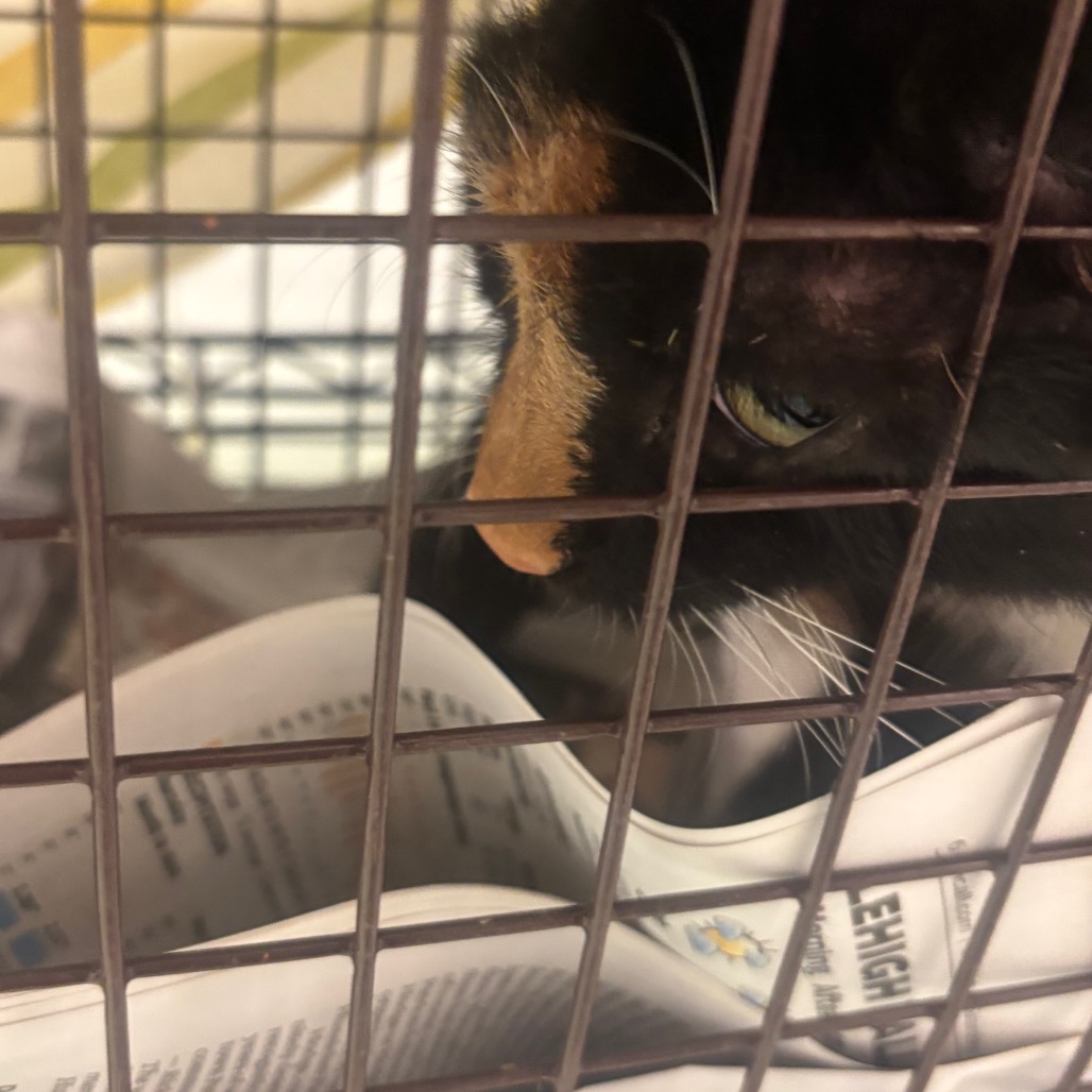 Shelter Stray Female Cat last seen , Animal Care & Control Team of Philly, 111 W Hunting Park Ave, Philadelphia, PA 19140, USA