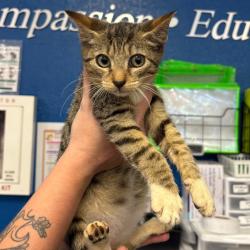 Shelter Stray Female Cat last seen , 244 Georgetown Rd, Jacksonville, NC 28540, USA