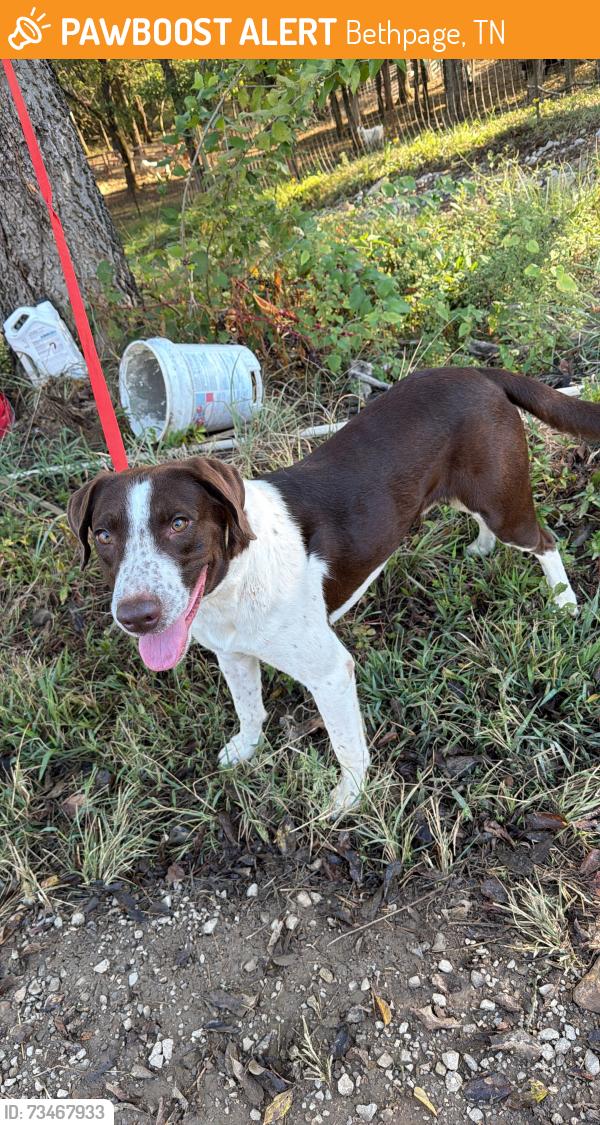 Found/Stray Male Dog last seen Mutton hollow hill rd, Bethpage, TN 37022