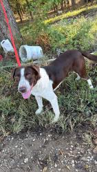 Found/Stray Male Dog last seen Mutton hollow hill rd, Bethpage, TN 37022