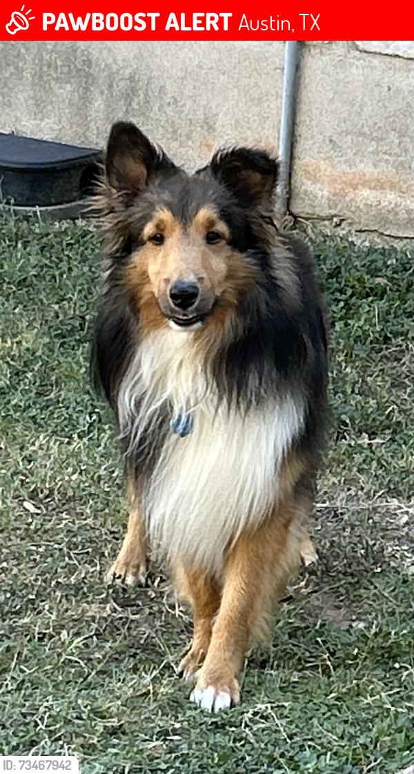 Lost Male Dog last seen Highway 71, Austin, TX 78736