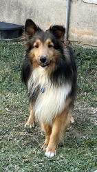 Lost Male Dog last seen Highway 71, Austin, TX 78736